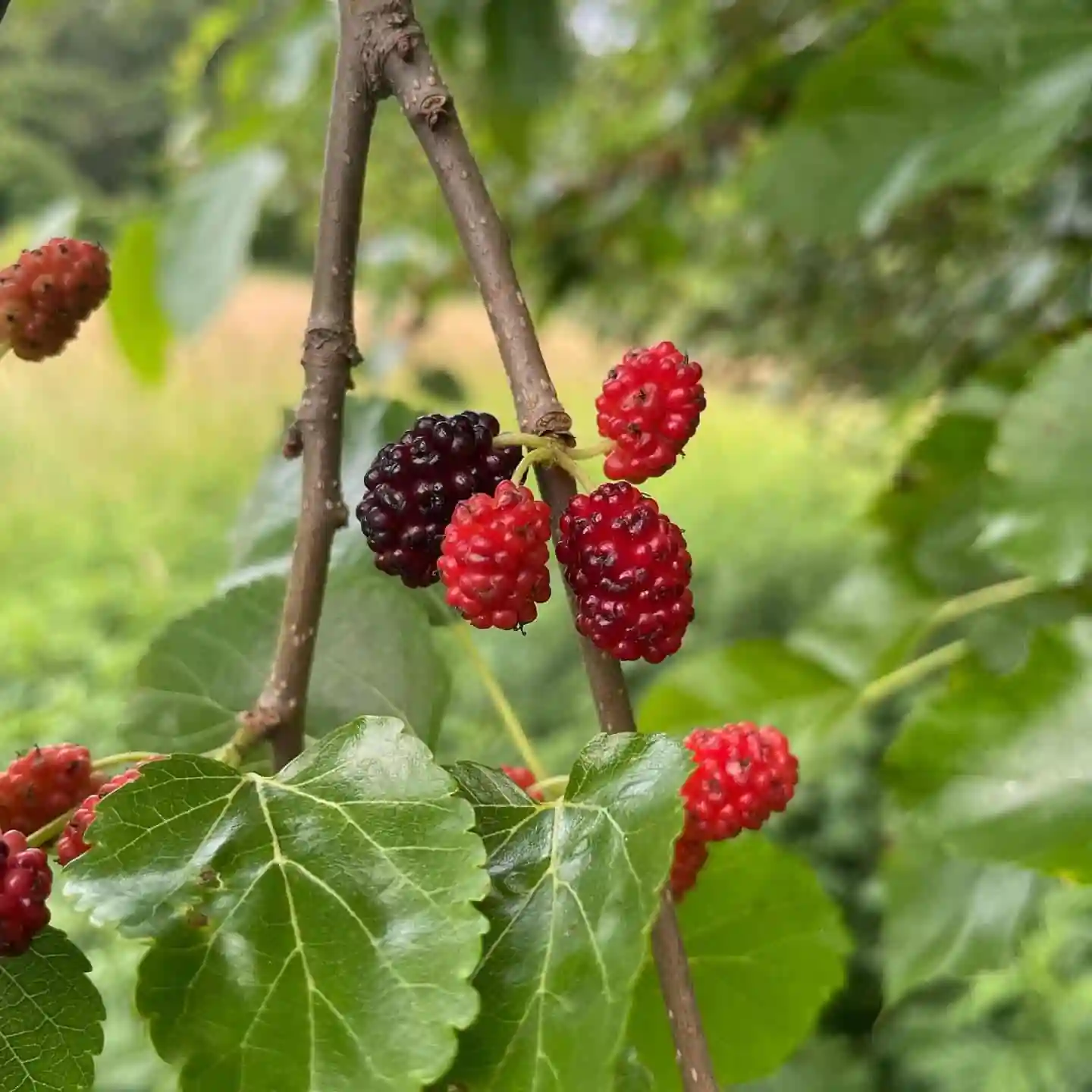 Mulberry red